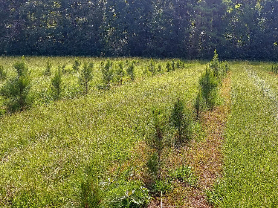 Pine tree seedlings stand in rows.