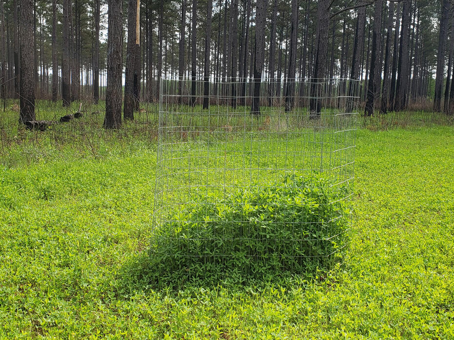 A wire cage surrounds tall green clover grass within a meadow, surrounded by shorter clover grass and a dense forest of tall trees.
