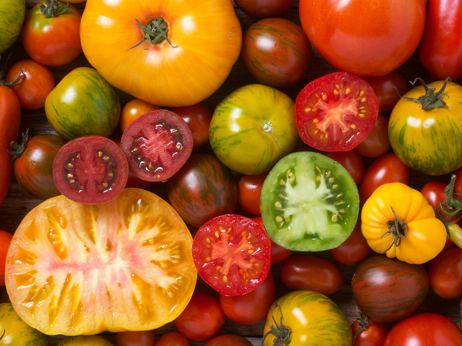 Colorful tomatoes