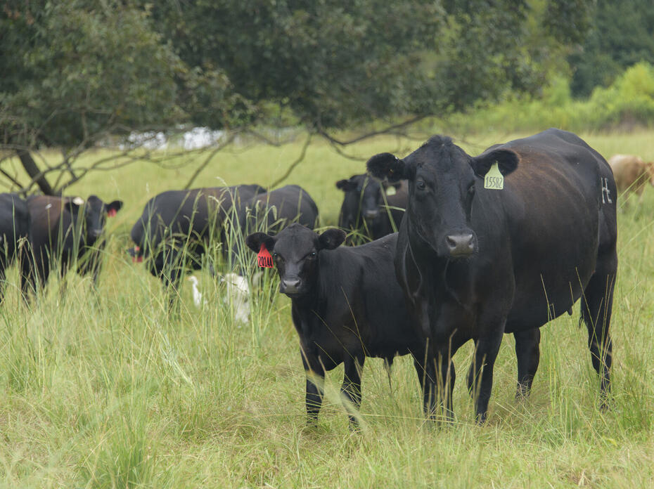 A group of black and brown beef cows stands in a field, surrounded by trees in the distance.