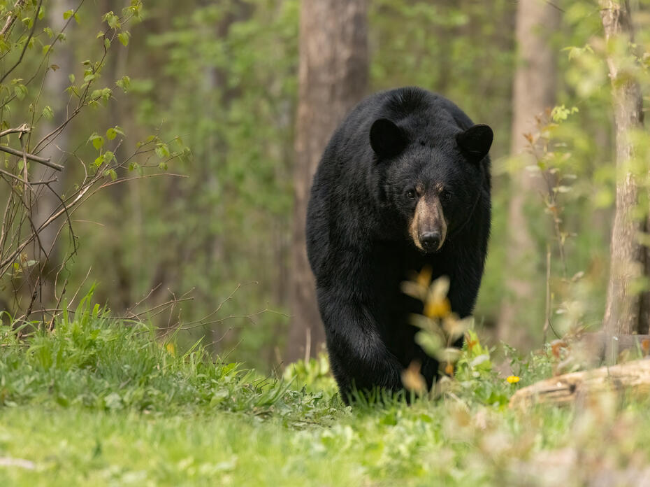 Black Bear