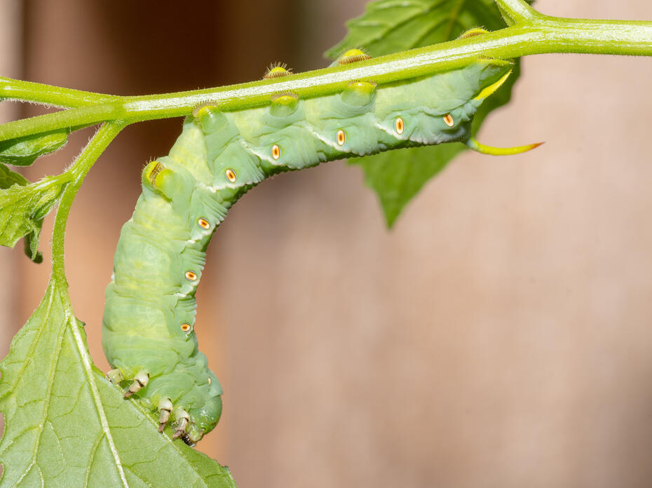 Tobacco hornworm caterpillar feeds on a tomato plant in the vegetable garden.