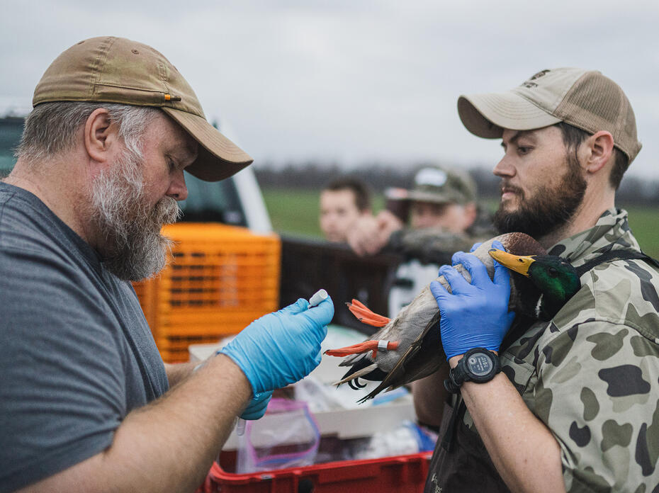 Two men wearing gloves work with a duck.