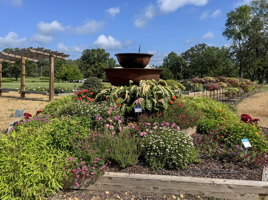 A mounding green plant grows next to flowers