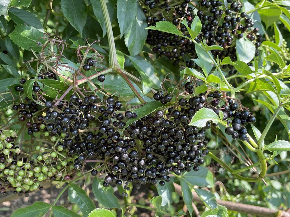 Tiny green and almost black berries grow in clusters.