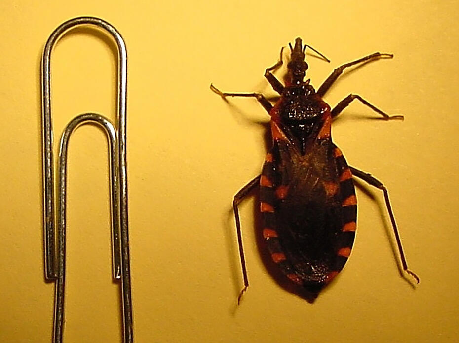 A triatomine insect sits next to a paperclip to show scale.
