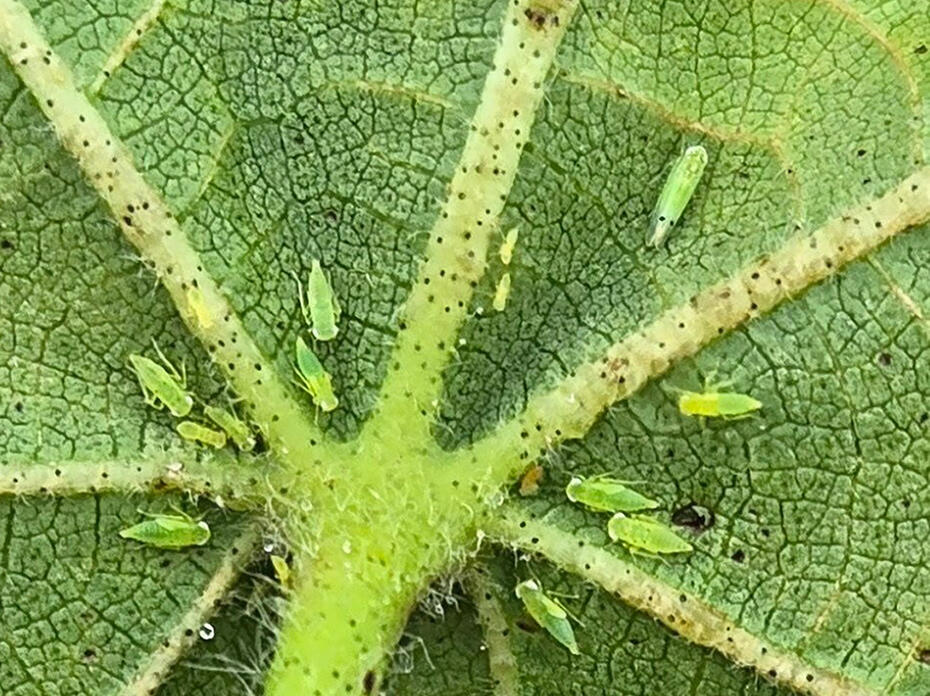 Close up of two-spotted leafhoppers on the underside of a cotton leaf.