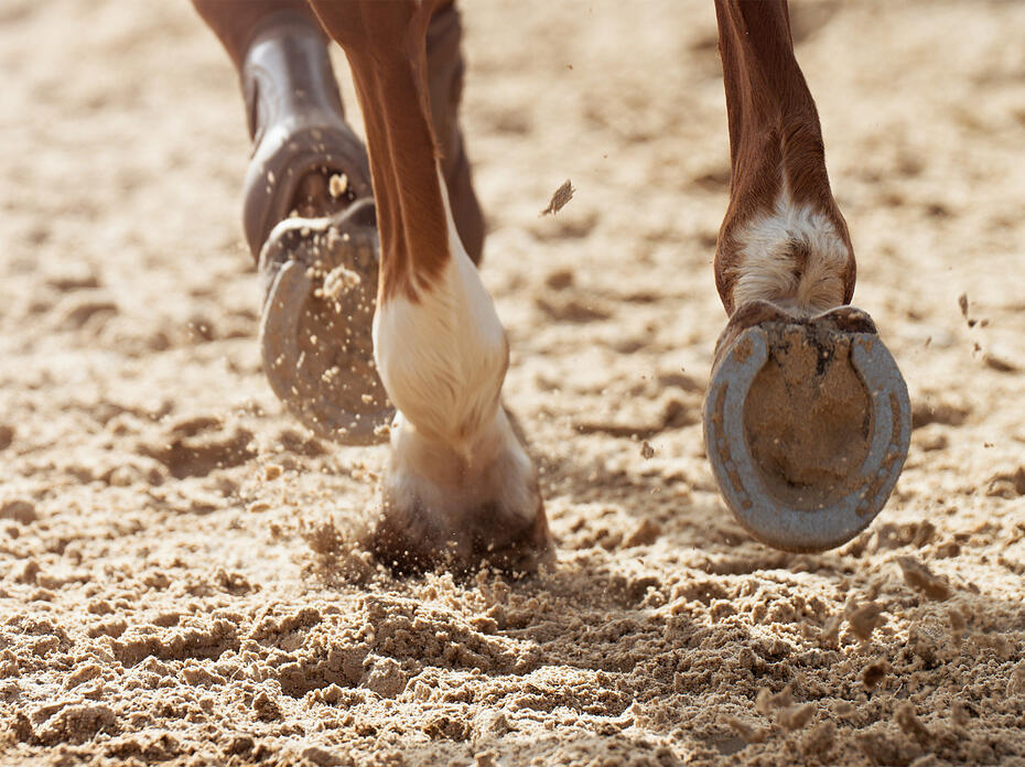 The feet of a horse showcasing a horseshoe.