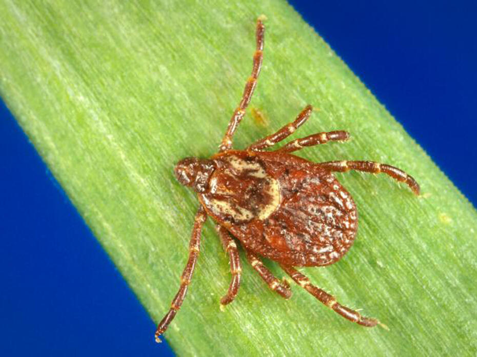A closeup photo of an American dog tick sitting on a blade of grass.