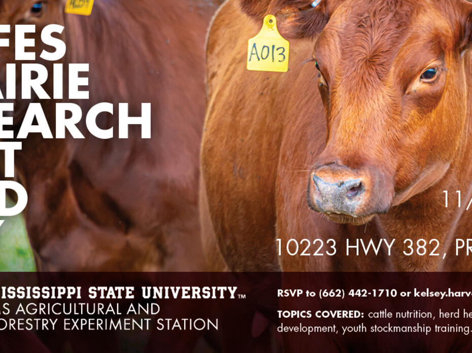 Cow in field with field day information overlay