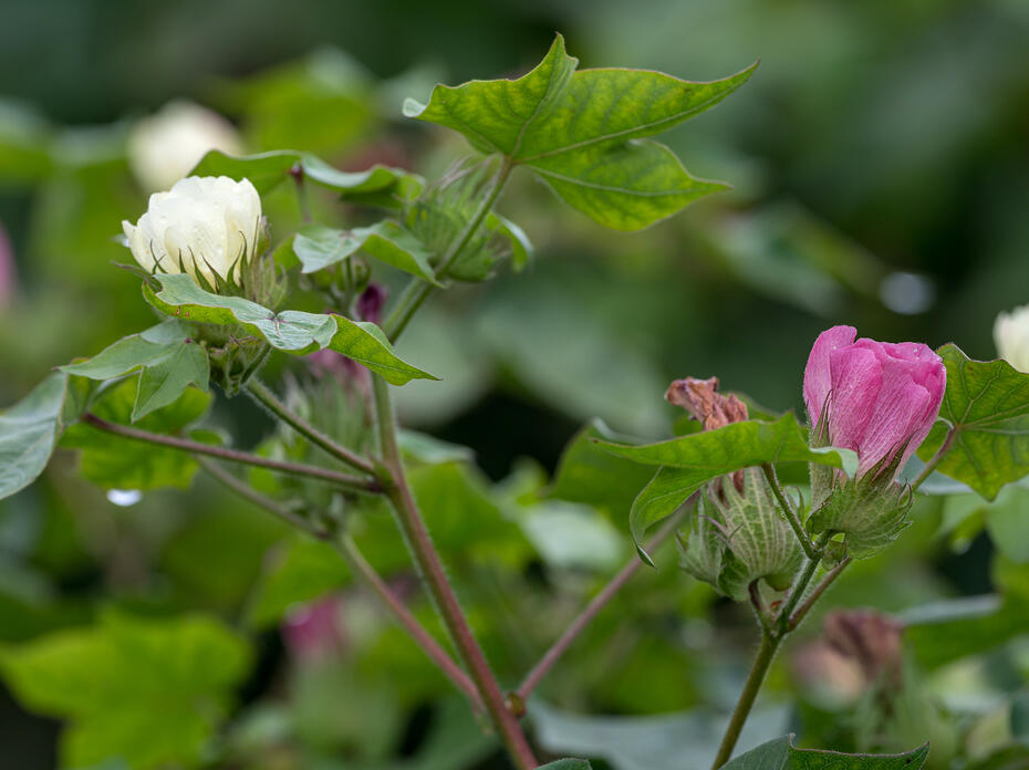 White and pink flowers bloom on a cotton plant.