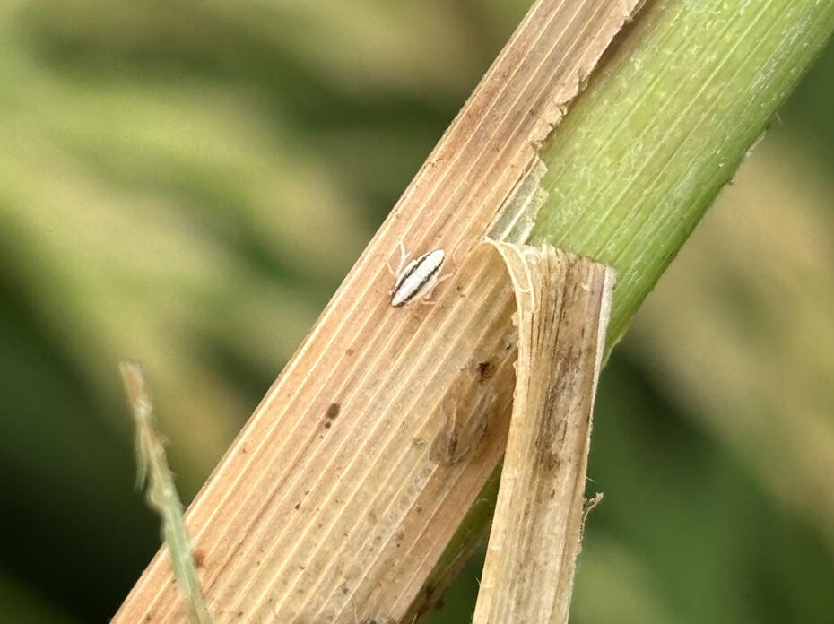 A tiny white insect is seen on the blade of a rice plant.