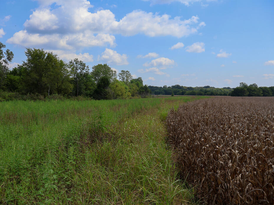 A field of grass and trees.