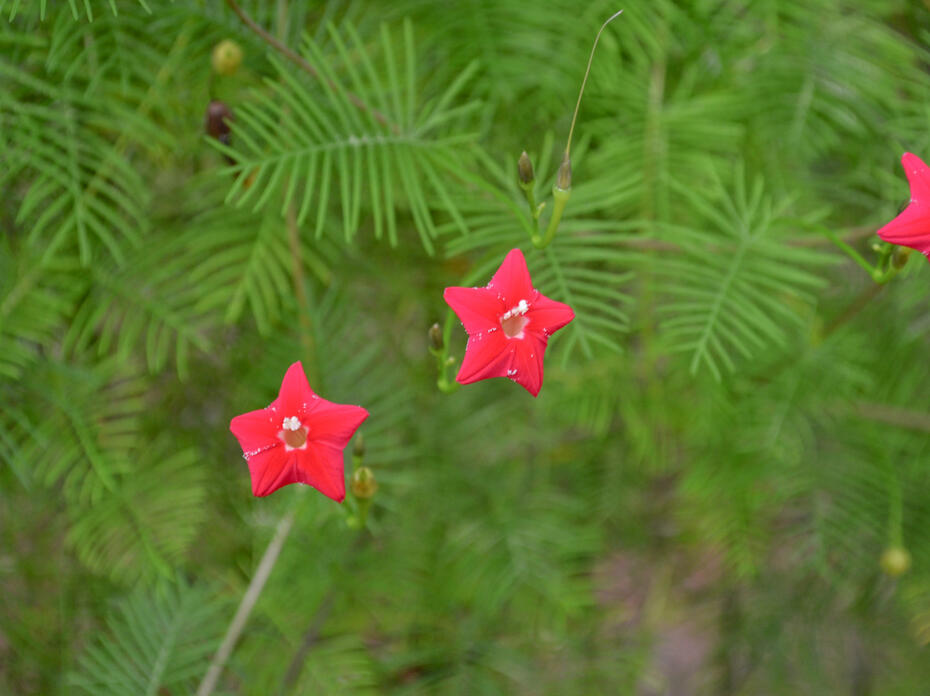 Three red flowers are star-shaped.