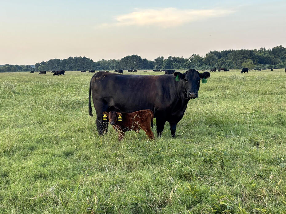 A cow and a calf stand in a pasture.