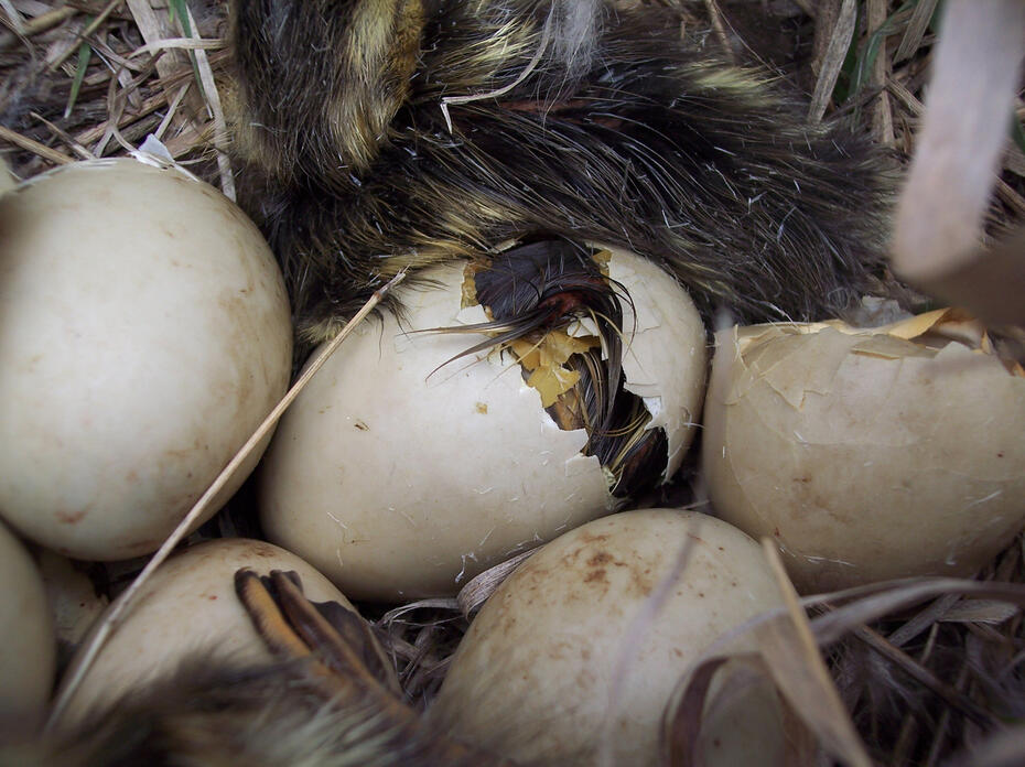 Mallards hatch from eggs in a nest.
