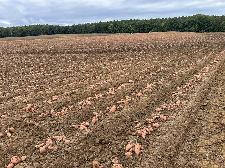 Sweet potatoes lie in rows on the ground across a field.