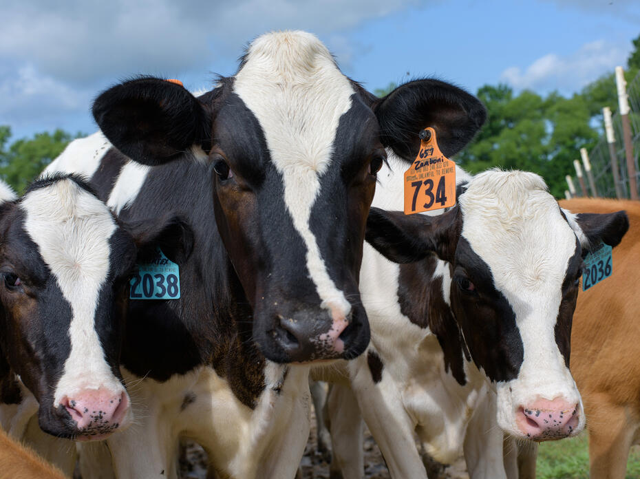 Dairy cows