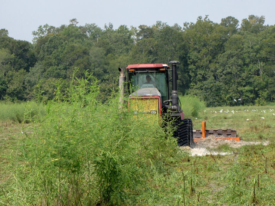 A tractor moves through a wetlands area.