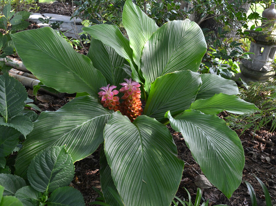 A plant with wide leaves has pink blooms at the center.