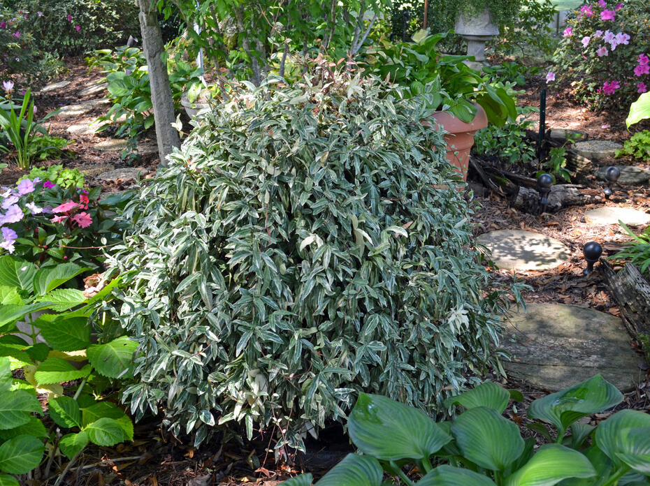 A mounding plant has green and white leaves.