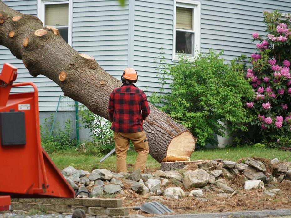 Tree cutter removing a tree from a home landscape.