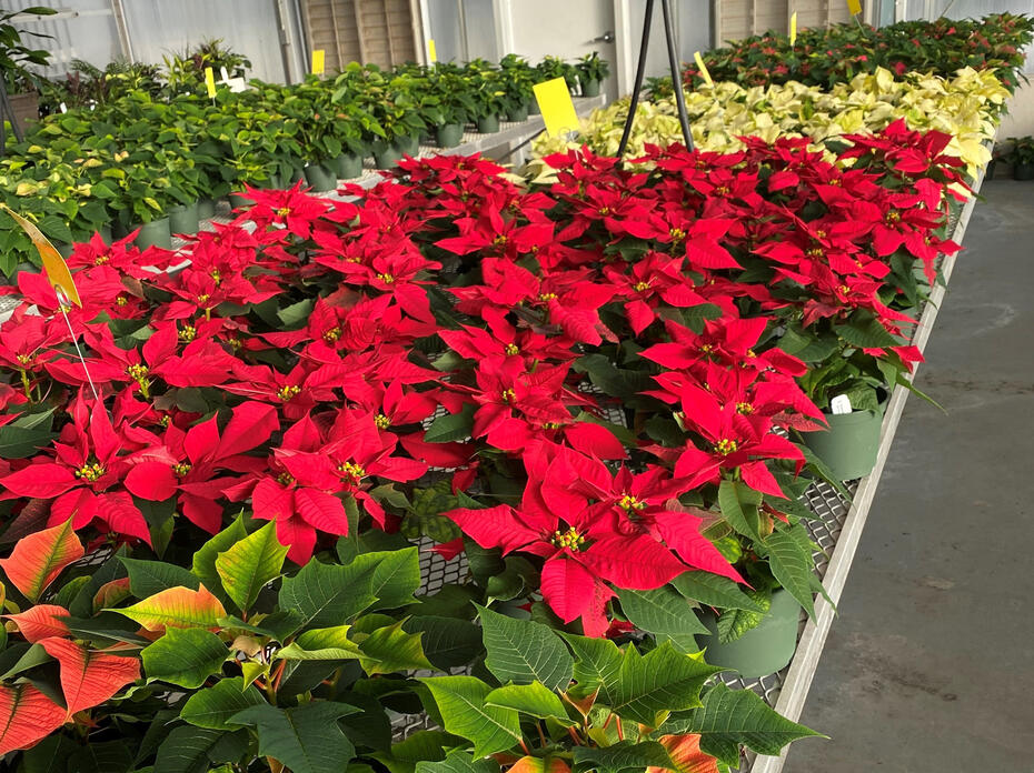 Several poinsettias sit on a table in a greenhouse.