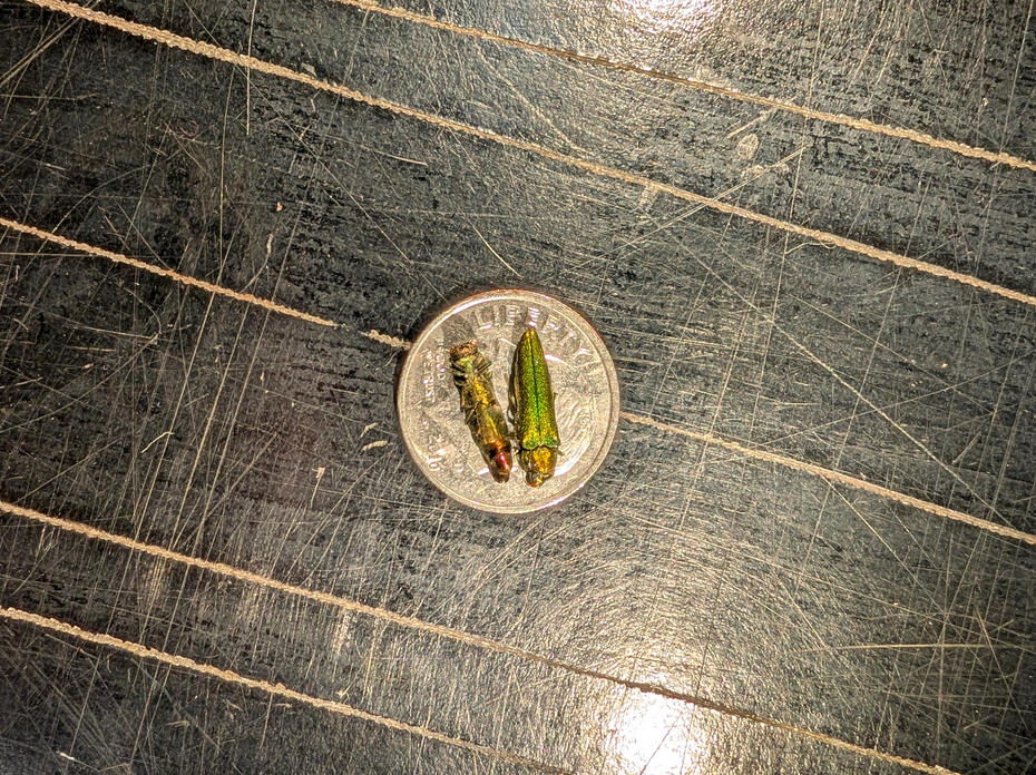 Two small green insects are seen on a dime.