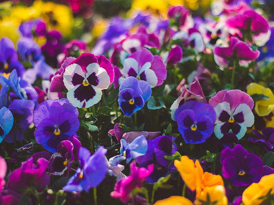 Pink, purple, and white pansies
