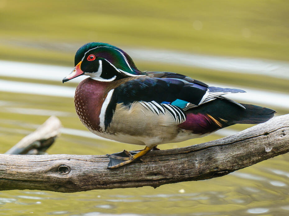 Wood Duck on a branch over water.