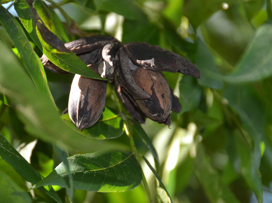 Close-up of leaves and pecans ready for harvest on a tree.
