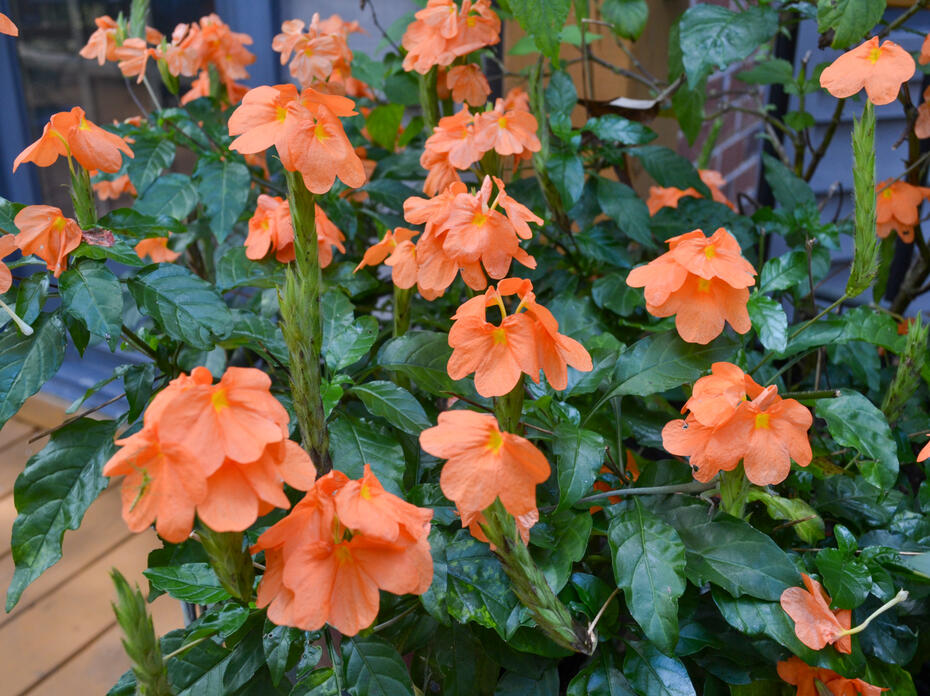 A plant has orange blooms.