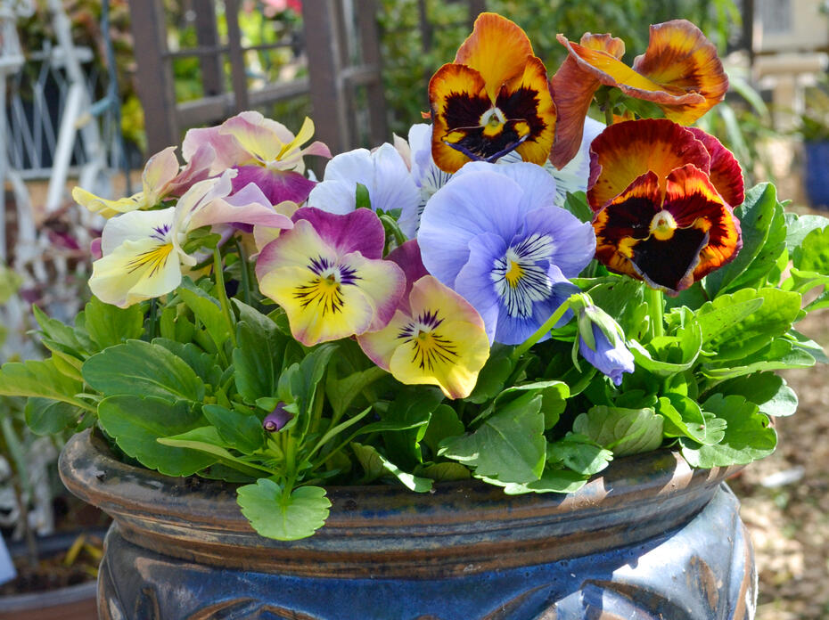 Colorful flowers bloom in a container.