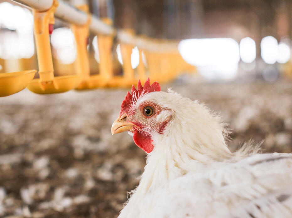 Close-up of a broiler’s head.