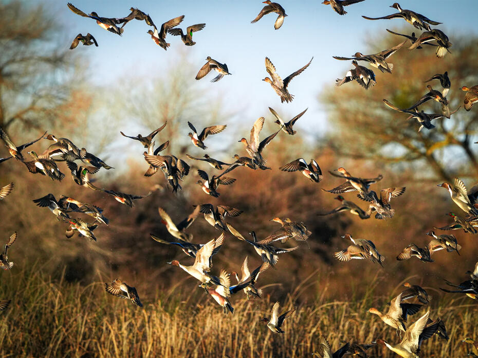 Large group of ducks flying