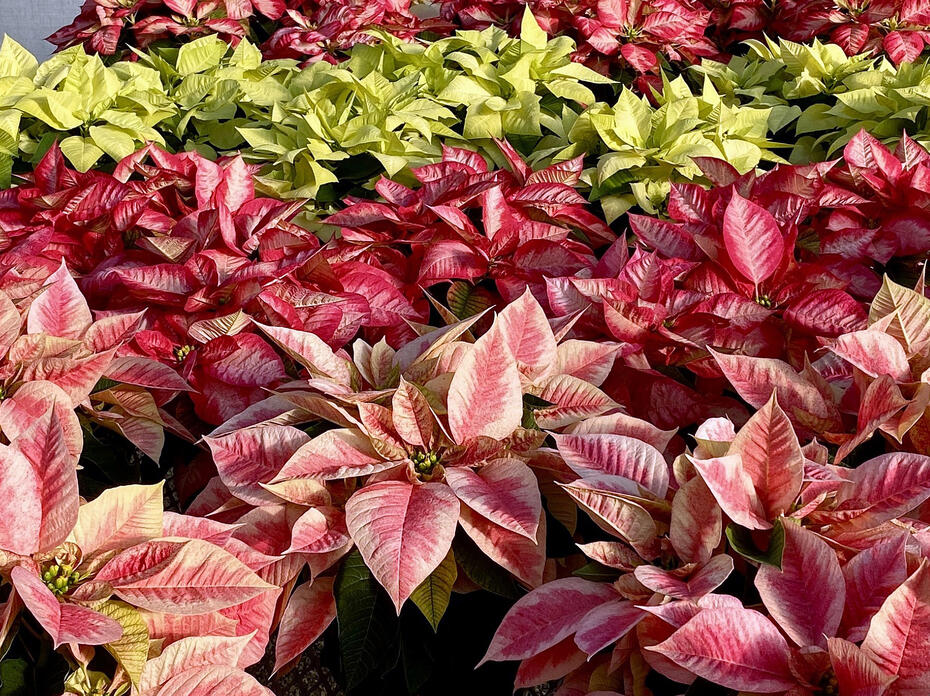 The frame is filled with a colorful variety of poinsettias.
