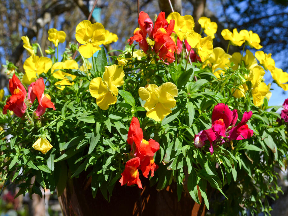 Yellow pansies and red snapdragons grow in a basket.