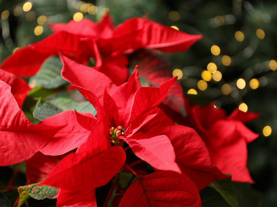 A red poinsettia is in front of a blurred background Christmas tree.