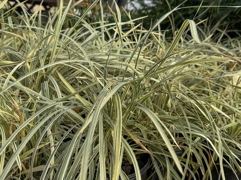 A grassy plant has long, light-green stems.