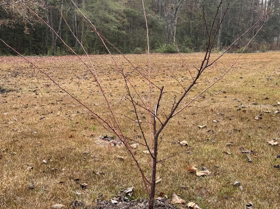 A small tree has bare branches.