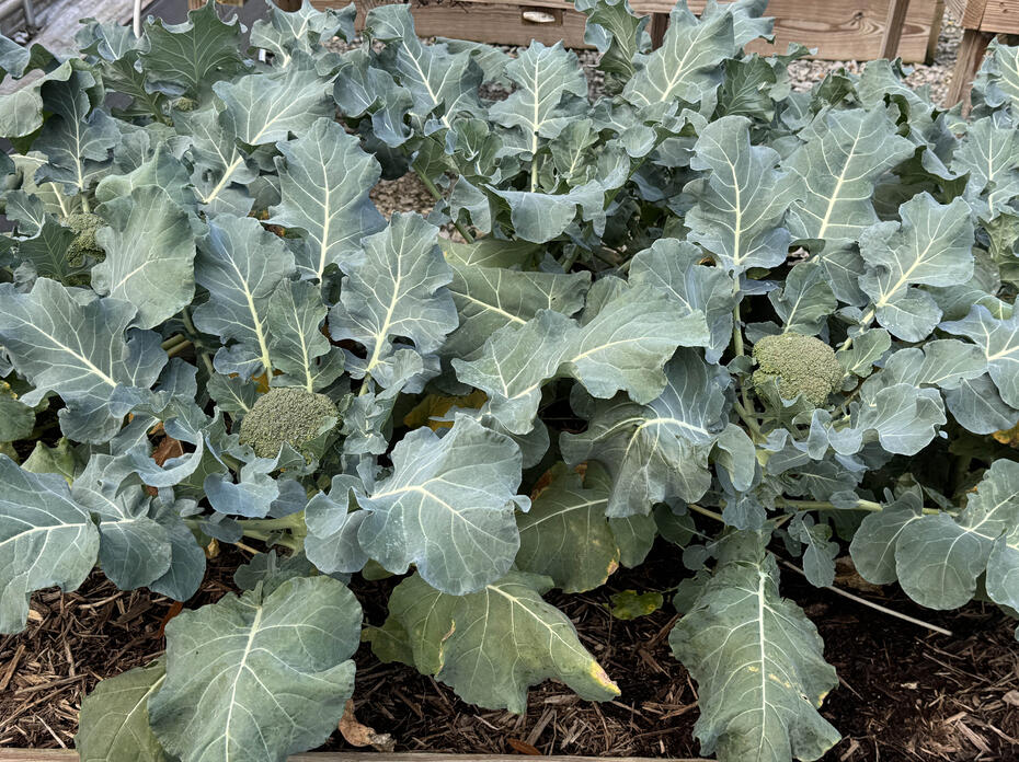 Leafy green plants have a round center.
