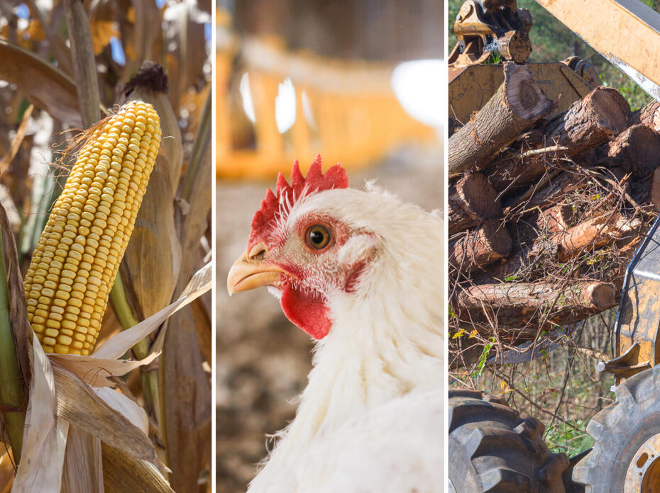 A graphic shows a chicken, an ear of corn and logs on a truck.