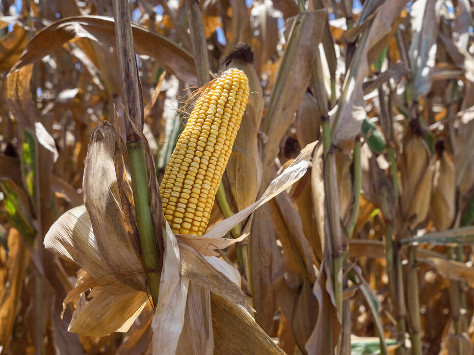 An exposed ear of corn is attached to the stalk.