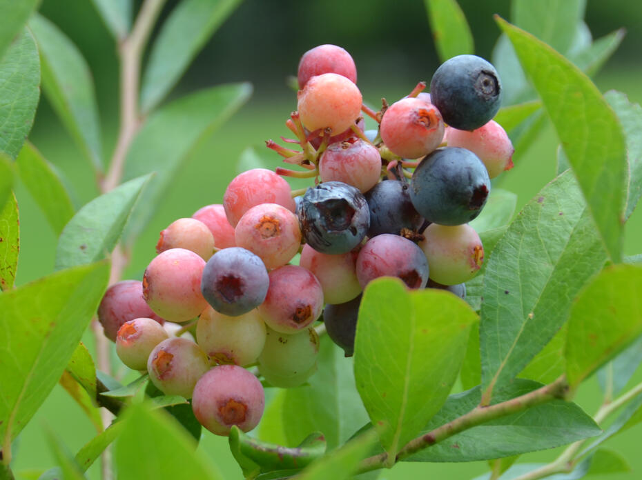 A closeup of blueberries on the bush.