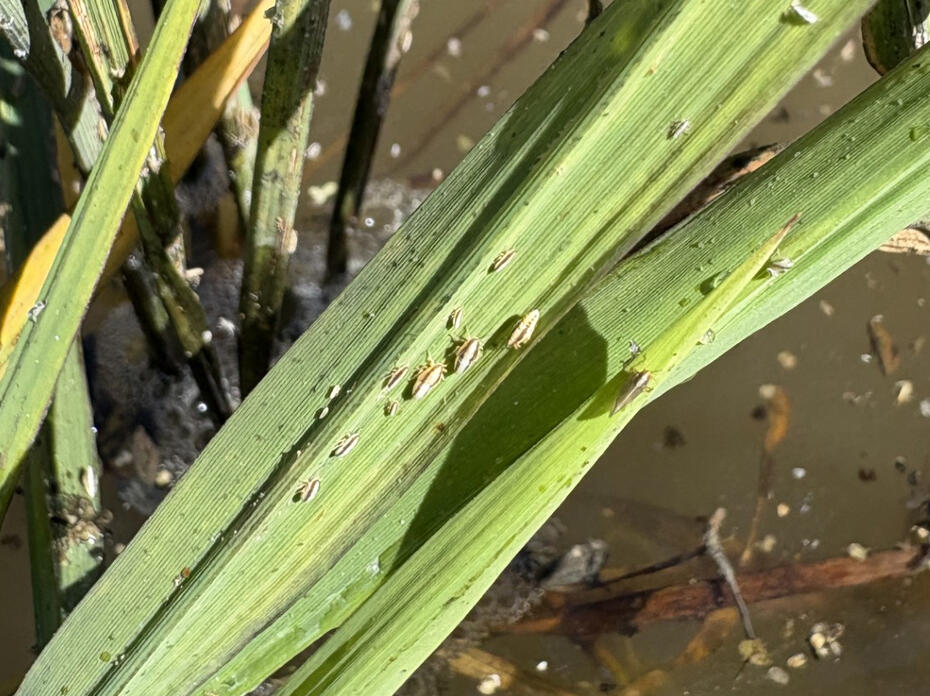 Tiny insects gather on green plant stalks in water.