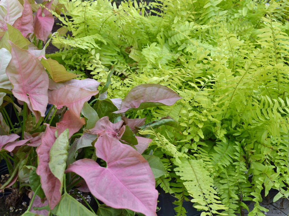 A plant with pink heart-shaped leaves grows next to neon green ferns.