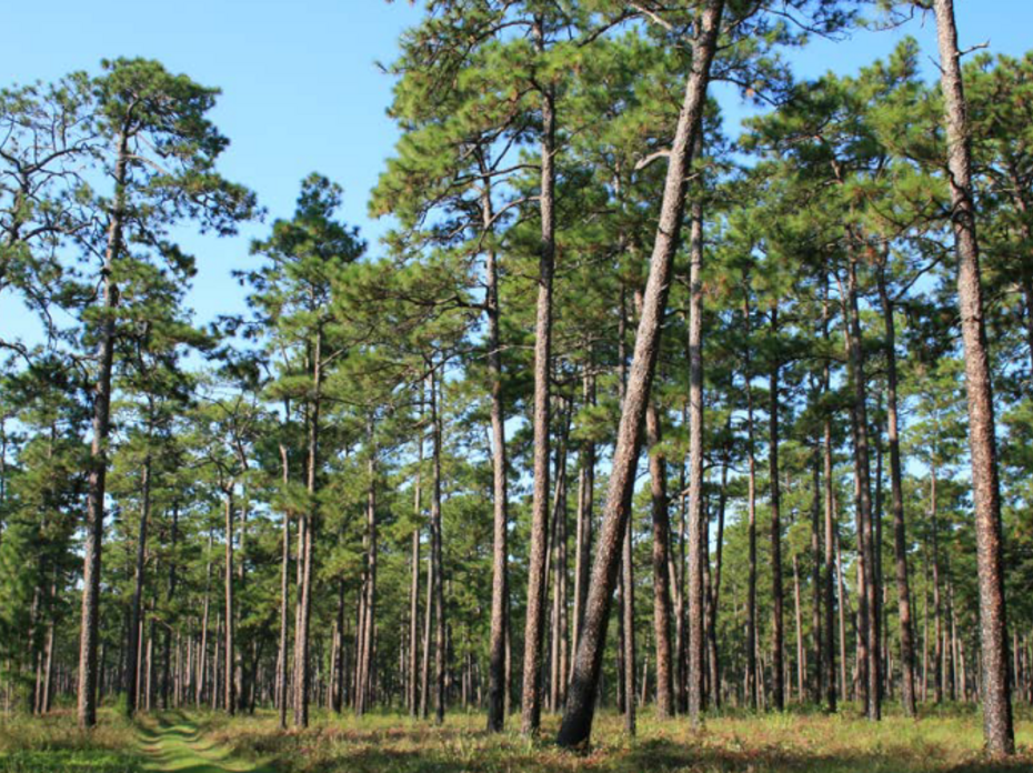 Longleaf pine stand