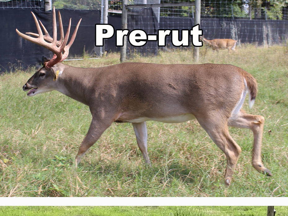 Composite image showing a white tailed buck before the rut with full antlers and a muscular body, and after the rut appearing noticeably thinner.