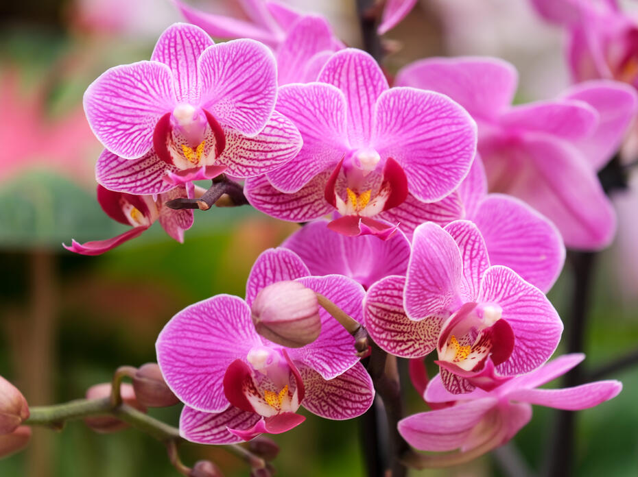 Several deep pink flowers bloom in a cluster.