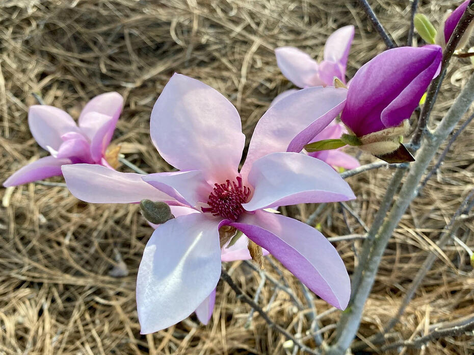 A large purple bloom is next to smaller blooms.